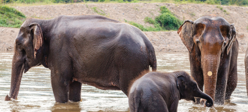 Private Taj Mahal Tour with Elephant Rescue Center from Delhi