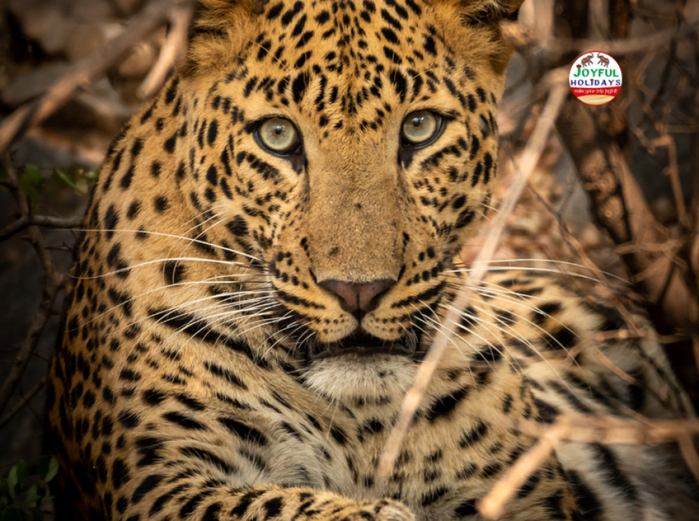 5-Day Golden Triangle Tour with Leopard Safari