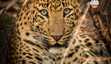 A picture of 5-Day Golden Triangle Tour with Leopard Safari