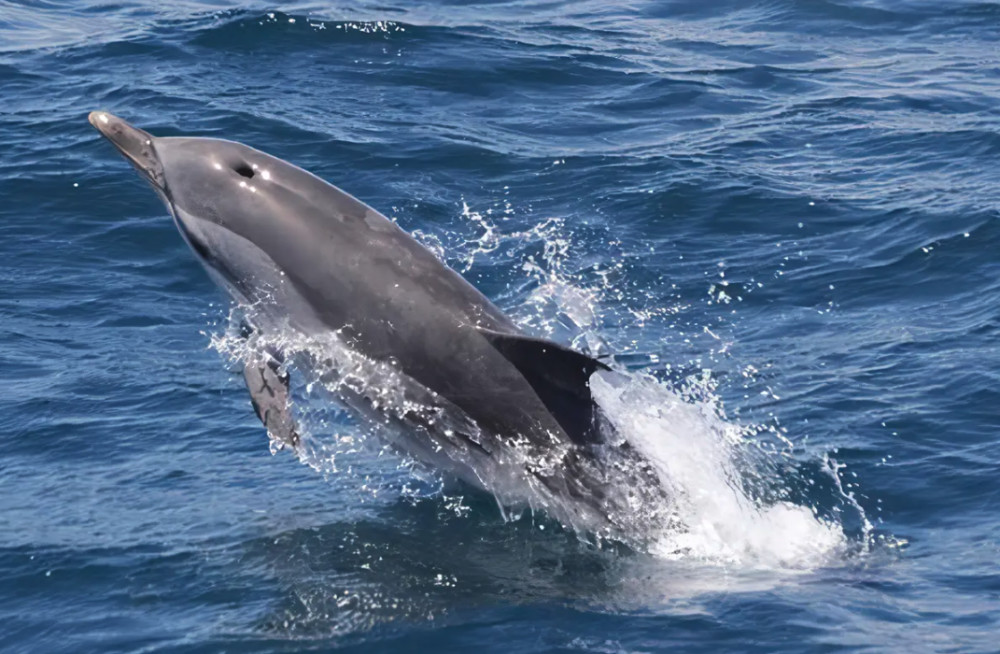 Dolphin Watching Tour in Gibraltar from Jerez