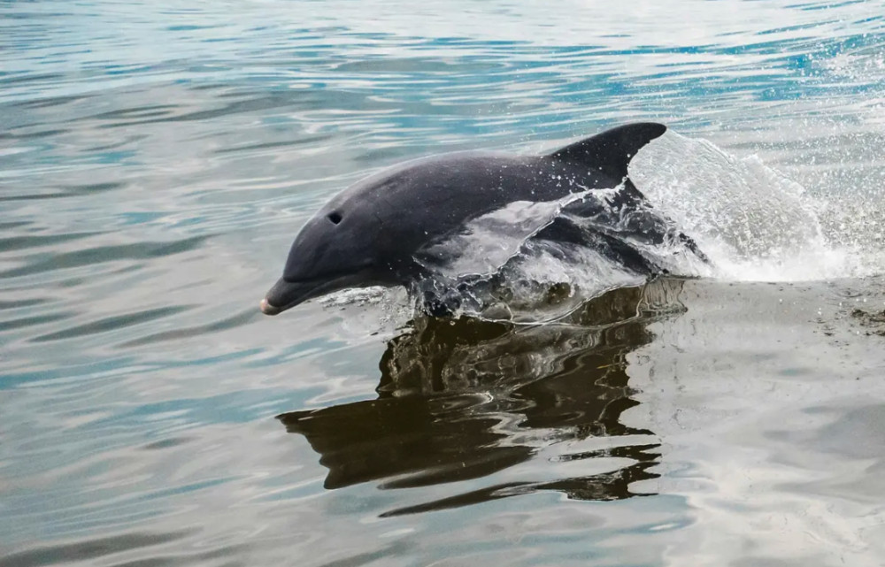 Guided Dolphin Watching Tour in Tarifa from Cadiz