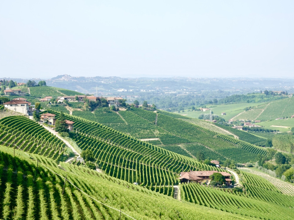 Semi-Private: Alba and Barolo Tasting Private Tour