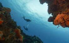 Blue Note Scuba6