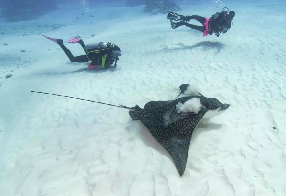Morning: 2 Tank Cozumel Reef Dive - Cozumel | Project Expedition