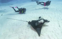 Blue Note Scuba7