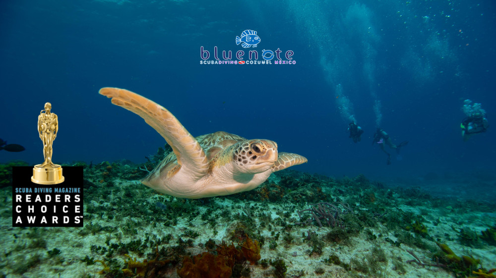 Morning: 2 Tank Cozumel Reef Dive - Cozumel | Project Expedition