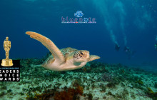 Blue Note Scuba8