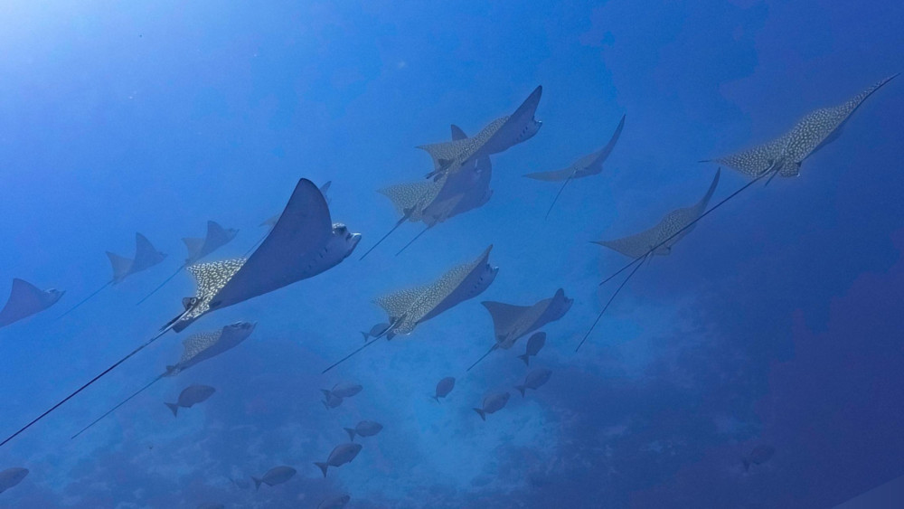 Blue Note Scuba