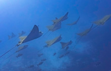 Blue Note Scuba10