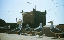 Morocco come with us tours7