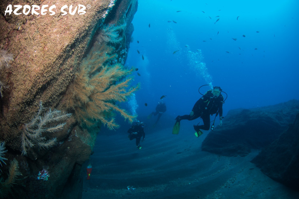 Small Group: Single Dive for Certified Divers