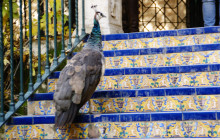 apie Experiencias Turisticas Guiadas7