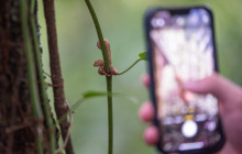 Jacamar Naturalist Tours7