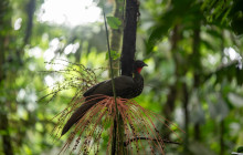 Jacamar Naturalist Tours8