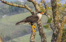 Jacamar Naturalist Tours7