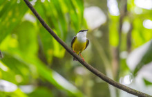 Jacamar Naturalist Tours8