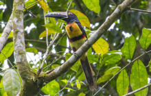 Jacamar Naturalist Tours9