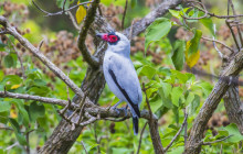 Jacamar Naturalist Tours10