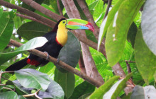 Jacamar Naturalist Tours11