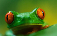 Jacamar Naturalist Tours2