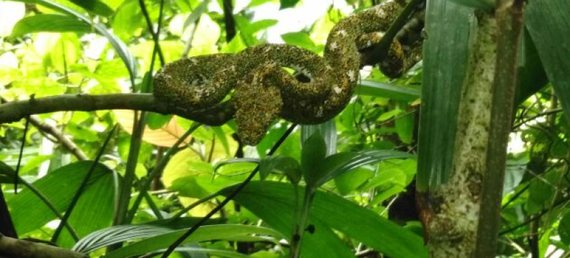 Flora & Fauna Garden at Danaus Eco-Center