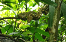 Jacamar Naturalist Tours3