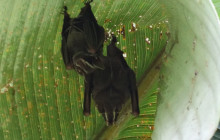 Jacamar Naturalist Tours5
