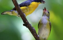 Jacamar Naturalist Tours6