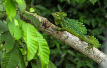 Jacamar Naturalist Tours4
