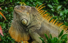 Jacamar Naturalist Tours5