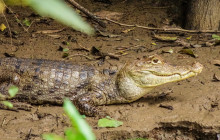 Jacamar Naturalist Tours6