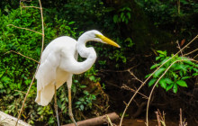 Jacamar Naturalist Tours7