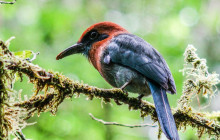 Jacamar Naturalist Tours6
