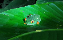 Jacamar Naturalist Tours1