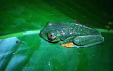 Jacamar Naturalist Tours2