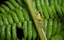 Jacamar Naturalist Tours4