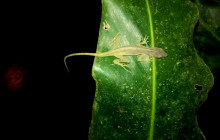 Jacamar Naturalist Tours5