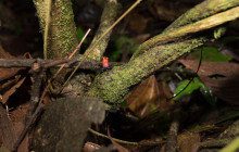 Jacamar Naturalist Tours6