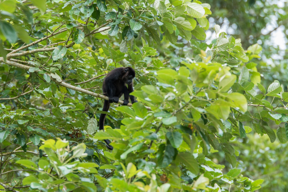 Jacamar Naturalist Tours