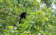 Jacamar Naturalist Tours3