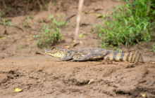 Jacamar Naturalist Tours4