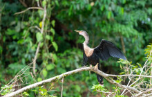 Jacamar Naturalist Tours3