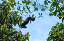 Jacamar Naturalist Tours5