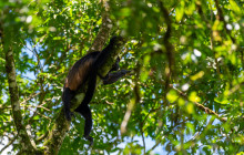 Jacamar Naturalist Tours6