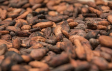 Jacamar Naturalist Tours2