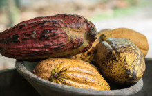 Jacamar Naturalist Tours1