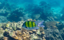 Simba Sea Trips Co. Ltd5