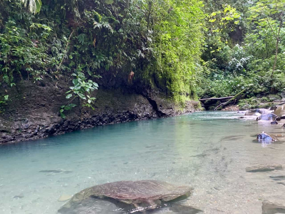 Jacamar Naturalist Tours