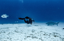 The Dive Machine3