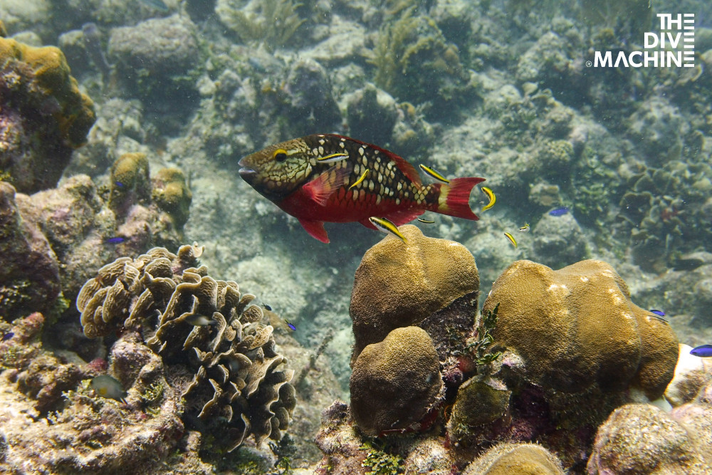 Scuba Diving in Playa del Carmen or Tulum (No Experience Required!)